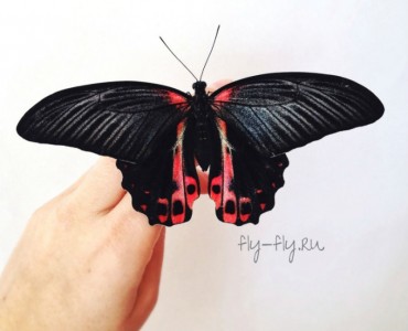 Живая бабочка Румянцева